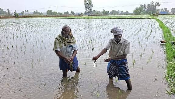 புதுச்சேரியில் கனமழை: 2,000 ஏக்கரில் நெல்பயிா்கள் நீரில் மூழ்கின! குடியிருப்புப் பகுதிகளில் வெள்ளம் சூழ்ந்தது!