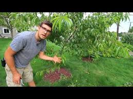 When you're pruning your old apple trees, you need to make sure that your tools are clean and sharp. 521 Benefits Of Summer Pruning Peaches Youtube In 2021 Prune Fruit Fruit Trees Prune