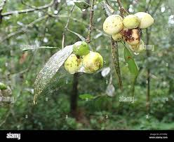 Image result for Elaeodendron croceum
