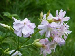 Nama usaha untuk minuman yang kekinian. Tanaman Rambat Pengertian Dan 20 Jenis Tumbuhan Merambat