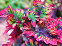 Image result for Coleus alpinus