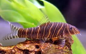 Freshwater Tropical Fish: Golden Dojo Loach - Misgurnus Anguillicaudatus