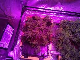 Those lights have been great (though 600 watts would have been better), but i finally decided take the led plunge. Kind K5 Xl1000 Led Grow Journal 1 3 Lb Harvest Grow Weed Easy