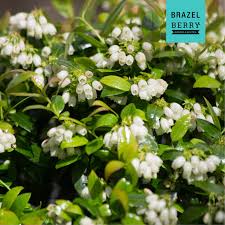 Blaubeere Brazelberry Berrybux Detailaufnahme Der Zahlreichen Bluten Pflanzen Haus Und Garten Garten