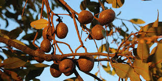 Image result for Parinari excelsa