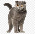 Brits and Folds - British Shorthair & Scottish Folds