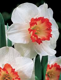 Daffodils My Favorite Flower Spring Flowers Flowers Daffodils