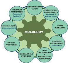 Be kind to everyone and try to help out as best you can. Mulberry Morus Spp An Ideal Plant For Sustainable Development Sciencedirect