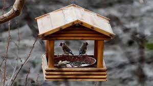 Quick link to overall best, best pole mounted, best spinning, best durable, best suet cage, best large, best for cardinals, best budget, best seed funnel, and best suet. 12 Best Squirrel Proof Bird Feeders 2021 Pest Control Gurus