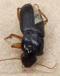 Basement Black Beetle Bug In House Black Ground Beetle Pterostichus Melanarius Insects Arthropods