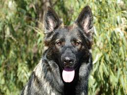 Black And Cream German Shepherd Puppy East German Ddr Working Line German Shepherd 9 Most Important Facts In 2020 German Shepherd Colors German Dog Breeds Ddr German Shepherd