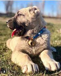 1 868 begenme 12 yorum instagram da kangal kopegi kangal tr kangal tr kangal kangalyavrusu kangalkopegi kangal kopegi kopek turleri kopek