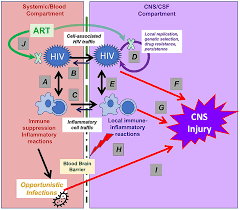 Image result for HIV Pathophysiology