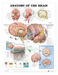 Anatomy Of The Brain Anatomical Chart Poster Laminated