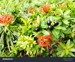 Image result for Pavetta incana