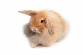 Subscribe to my blog for updates! Holland Lop Rabbits Complete Guide 2021 Northern Nester