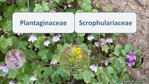 Image result for Scrophulariaceae