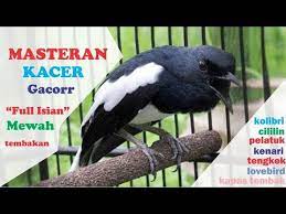 Pin Di Yang Saya Simpan