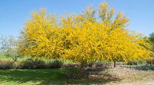 The small, pale yellow flowers grow on the edge of a branch. Palo Verde Tree Pruning