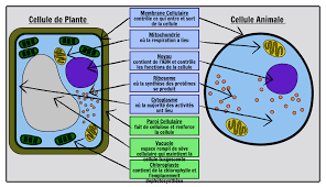 Difference Entre La Cellule Animale Et La Cellule Vegetale