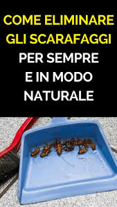 Come Eliminare Gli Scarafaggi Per Sempre E In Modo Naturale Cool Stuff Cool Outfits Food
