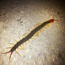 In our region, the body is black, the legs are bright yellow and the head and first body segment are rusty red. 10cm Of Fast Moving Red Headed Shiny Black Bodied Yellow Legged Centipede Shanghai China Whatsthisbug