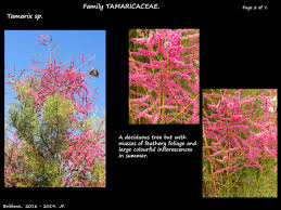 Image result for Tamaricaceae