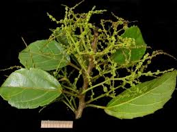 Image result for Paranecepsia alchorneifolia