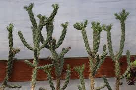 Image result for Opuntia imbricata