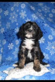 Cavapoo puppies are cute and adorable but there is a dark side to buying a puppy. Ready To Go Cavapoo Puppies For Sale In Manitowoc Wisconsin Classified Americanlisted Com