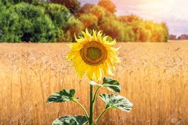 Bush tree with blue flowers. Flower Sunflower Against Wheat Field Trees Bush Blue Sky And Stock Photo Picture And Royalty Free Image Image 97141957