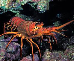 The regular season begins aug. Spiny Slipper Regal And Rock The Secret Lives Of Lobsters Scuba Diving News Gear Education Dive Training Magazine