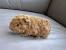 Curly Haired Guinea Pig Baby