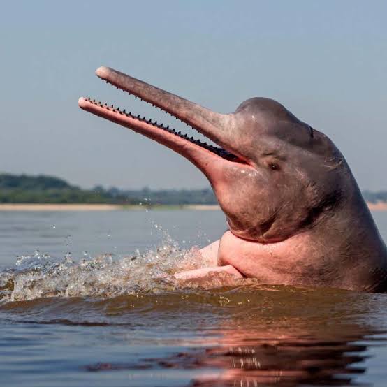 River Dolphin