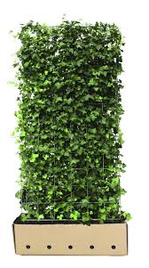 Eine Fertig Hecke Aus Efeu Heckenpflanzen Pflanzen Efeu