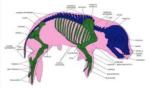 Pig Anatomy And Terminology Mini Pig Info