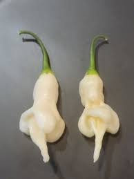 Image result for Capsicum baccatum