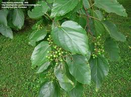 Image result for Hovenia