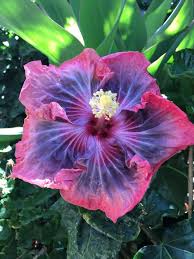 We did not find results for: Nectar Fresh Mallow Plant Hibiscus Flowers Hibiscus