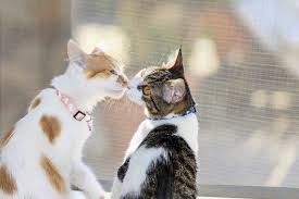 Dogs, whether male or female, are as individual as people are. Male Cats Vs Female Cats Pros And Cons