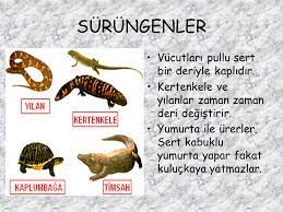 hayvanlarin siniflandirilmasi ppt video online indir