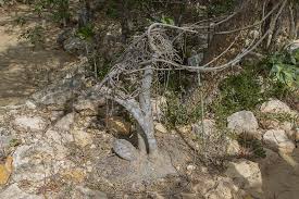 Image result for Cyphostemma montanum