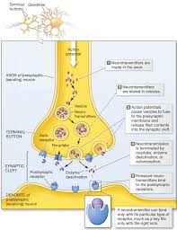 Pin By Jeremy Hudak On Anatomy And Physiology Human Anatomy And Physiology Neuropsychology Brain Facts