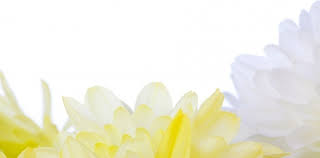 This is a collection of variety of photos across different categories like flowers, travel, etc. Free White Flower Pictures Free Stock Photos Download 16 174 Free Stock Photos For Commercial Use Format Hd High Resolution Jpg Images