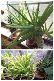 Aloe vera plant starting to bloom its flowers. Collapsing And Thinning Leaves On Aloe Vera Helpfulgardener Com