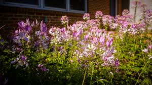 Image result for Cleome houtteana