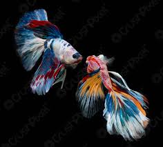 Betta koi nemo, tam the, emerald | betta chia sẻ kinh nghiệm kênh betta chia sẻ kinh nghiệm: Schicke Nemo Betta Oder Siamesische Kampffische Foto Vorratig Crushpixel