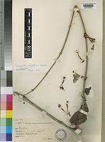 Image result for Phragmanthera polycrypta