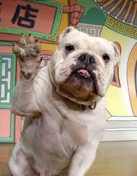 เจมส ขำกล งล งก บหมา bulldog dogs dog died