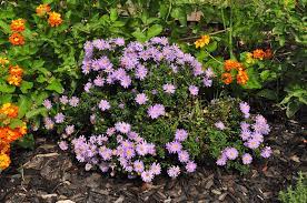 A round rock garden plant profiles: Flowering Plants For Texas And Natives A Round Rock Garden